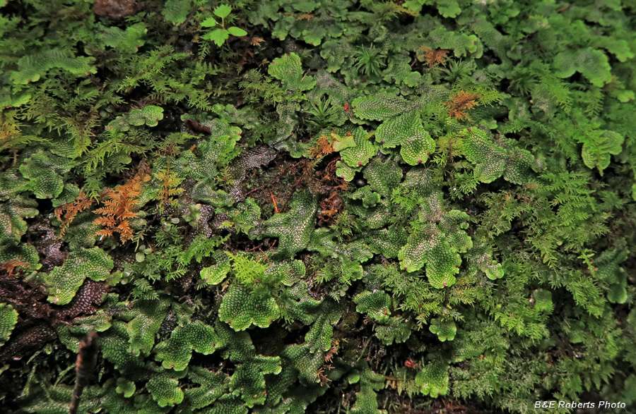 Liverwort