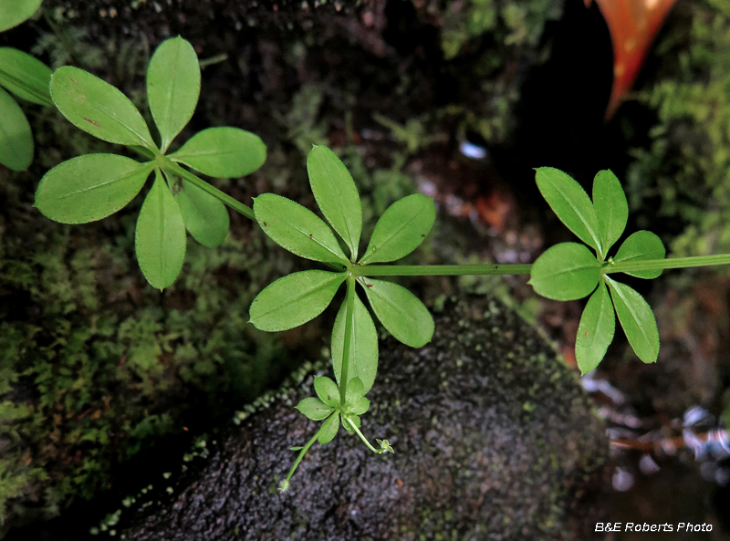 Bedstraw-Galium