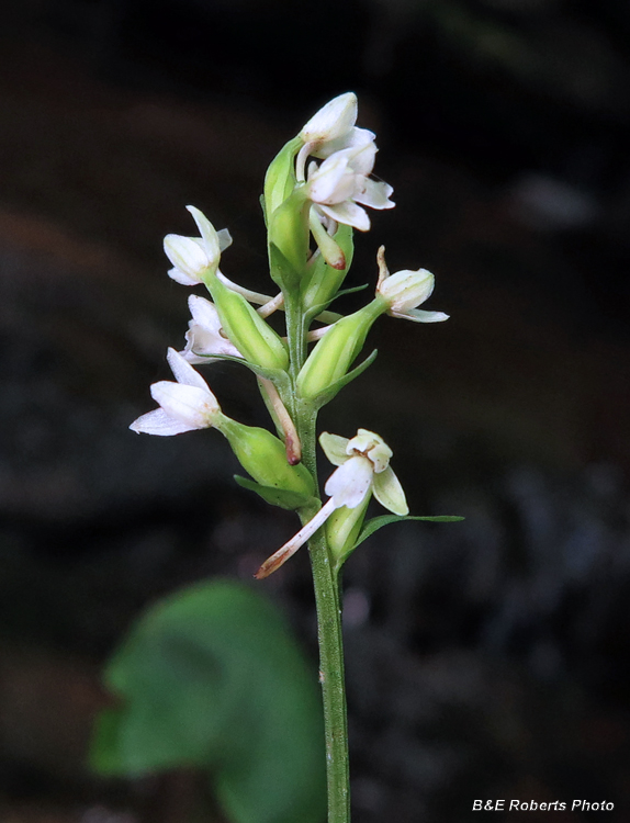 Platanthera_clavellata