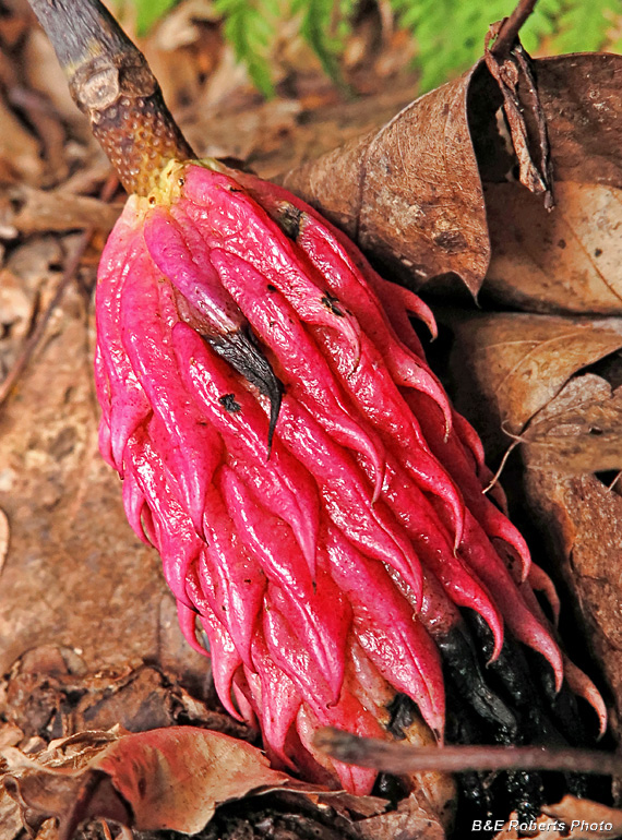 Magnolia_Seedpod