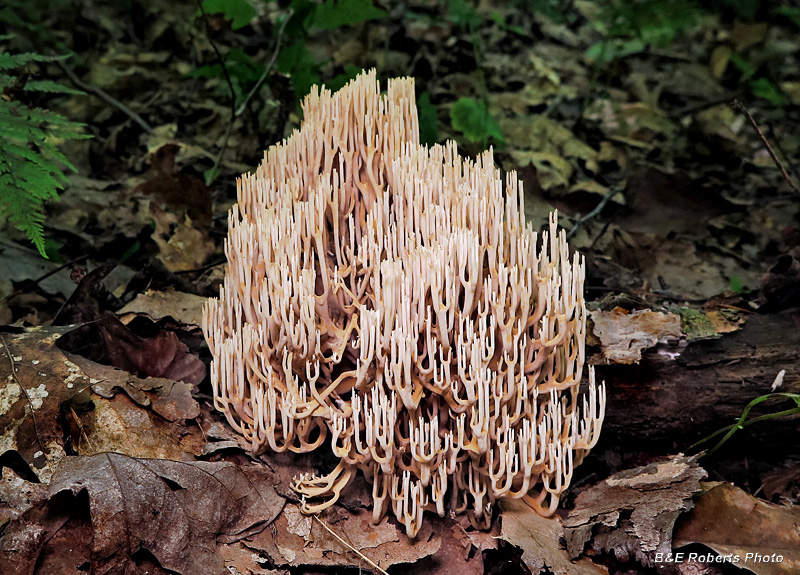 Coral_fungi