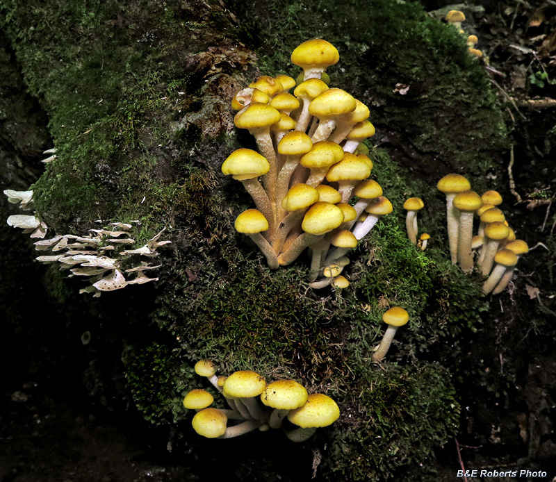 Fungi_on_tree