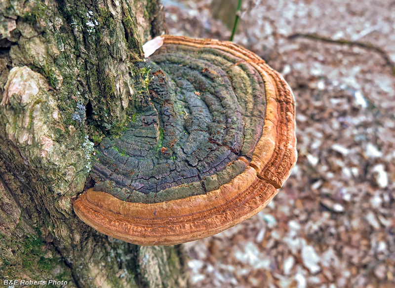 Bracket_fungi