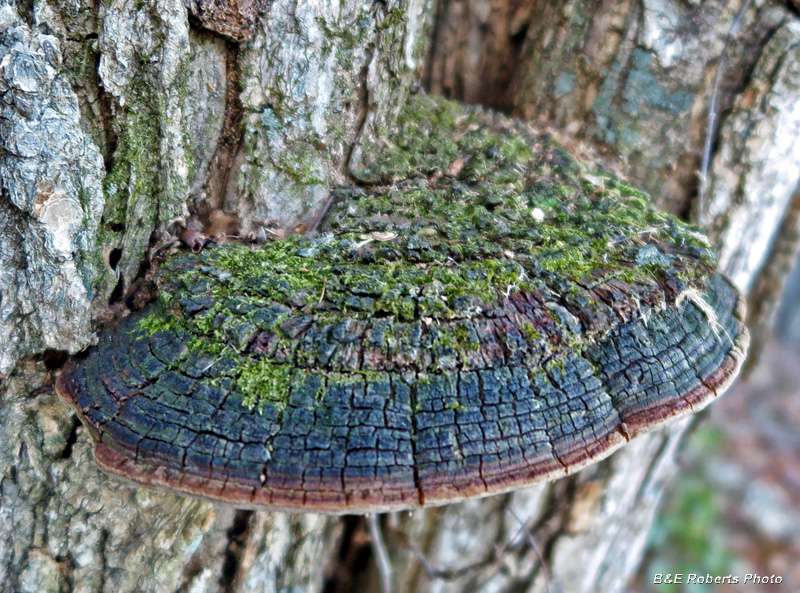 Bracket_fungi