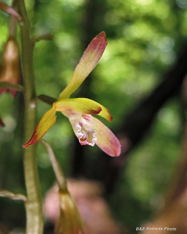 Puttyroot_Orchid