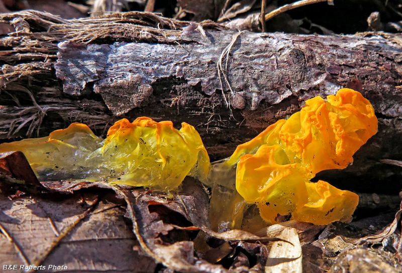 Tremella_mesenterica