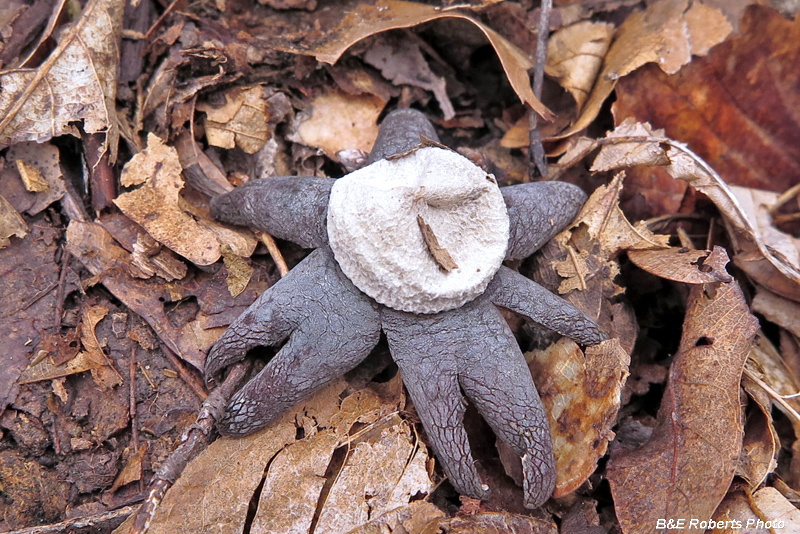 EarthStar