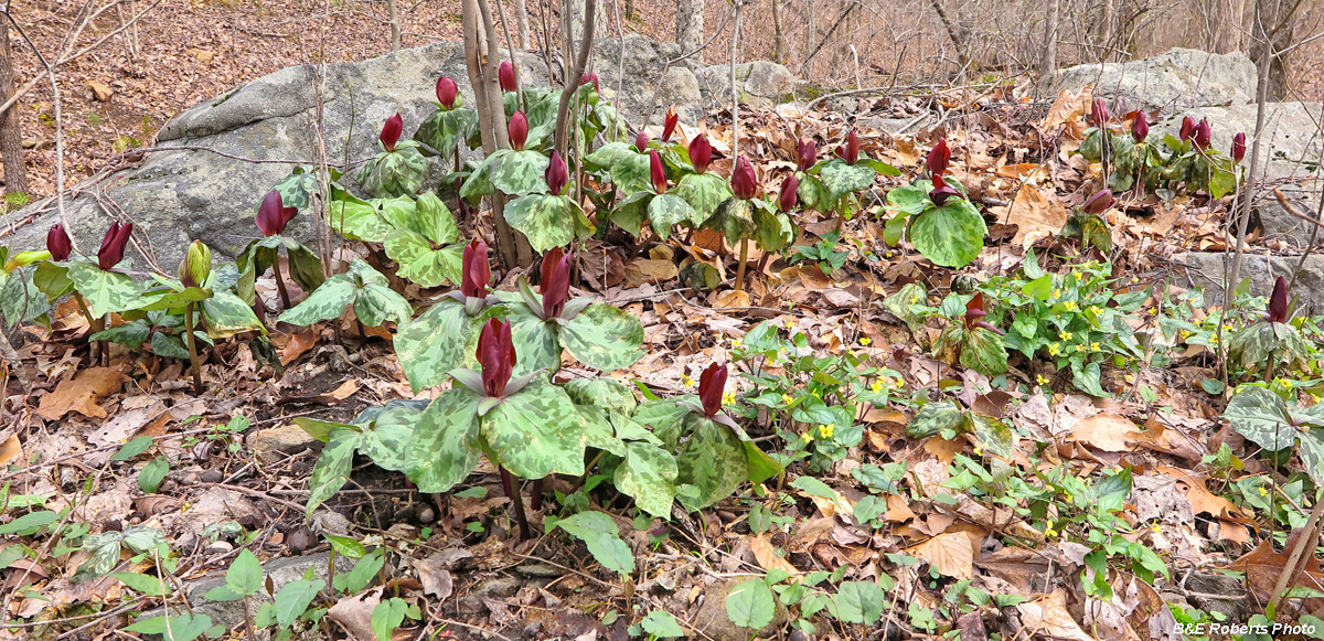 Trilliums_on_rock