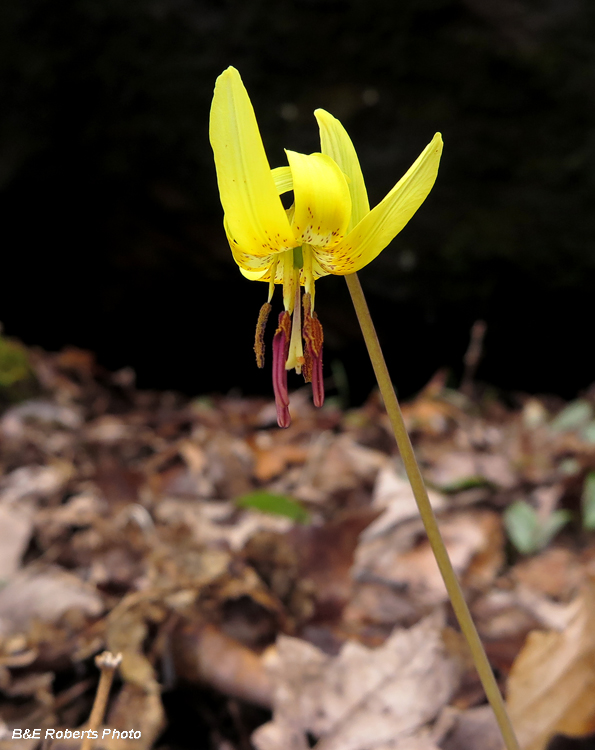 Trout_Lily