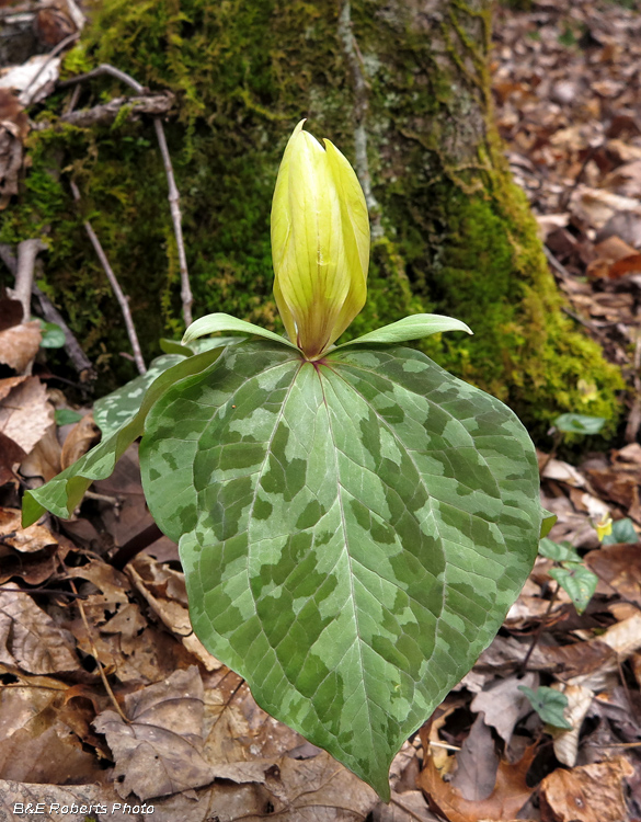 Trillium_cuneatum