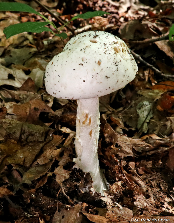 White_Mushroom