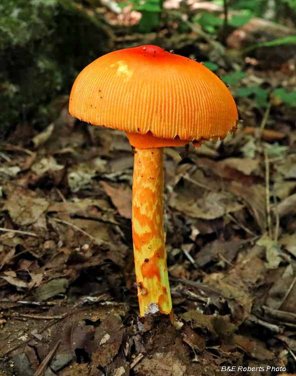 Amanita_jacksonii