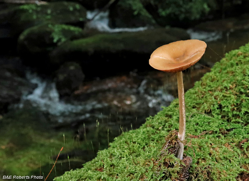 Mushroom_on_log