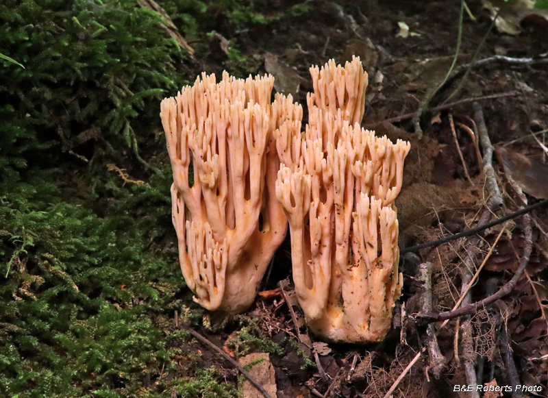 Coral_Fungi