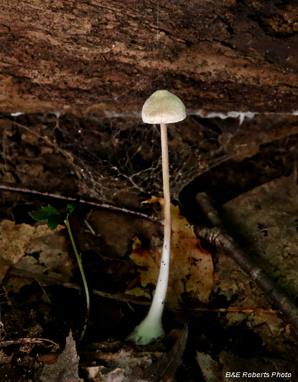 Thin_Mushroom