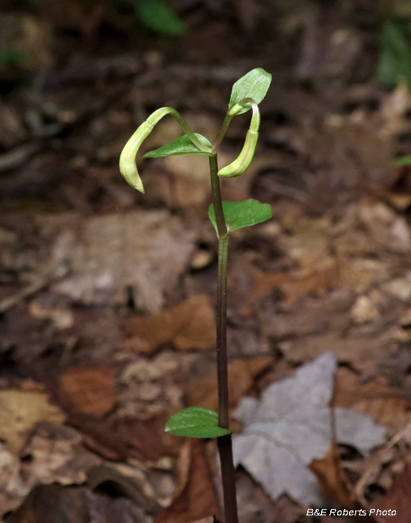 Indian_Pipes