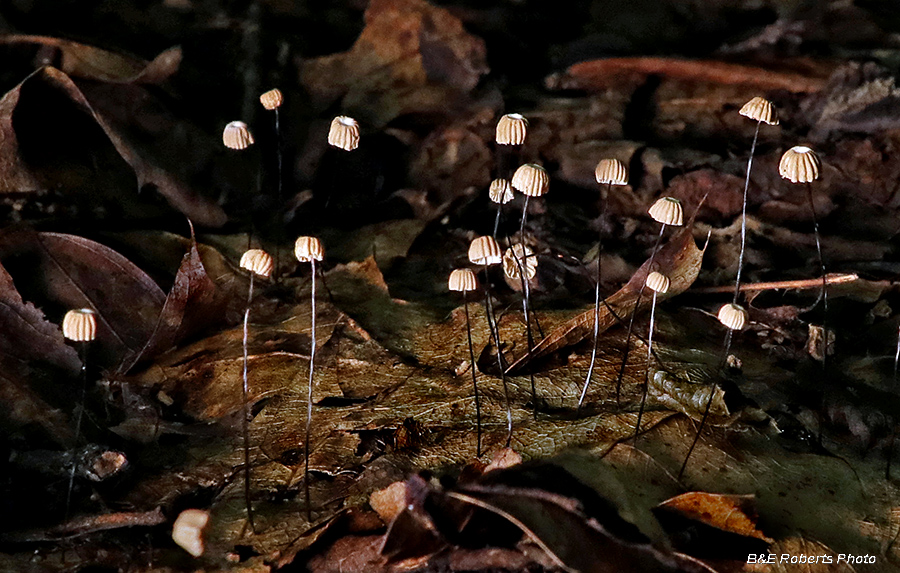 Pinwheel_Marasmius