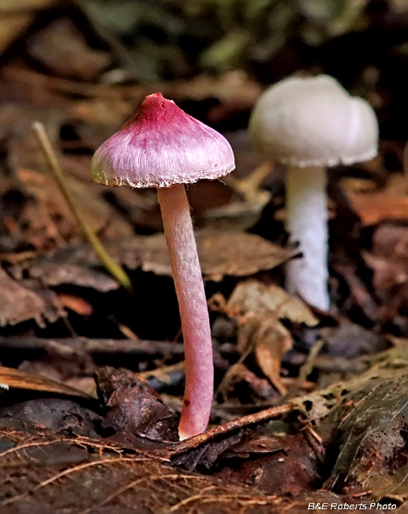 Mushroom_pair