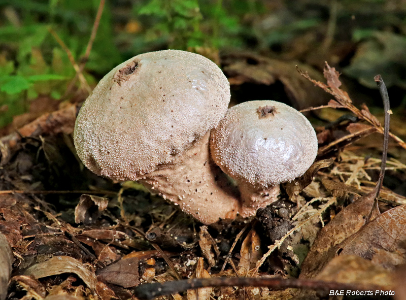 Puffballs