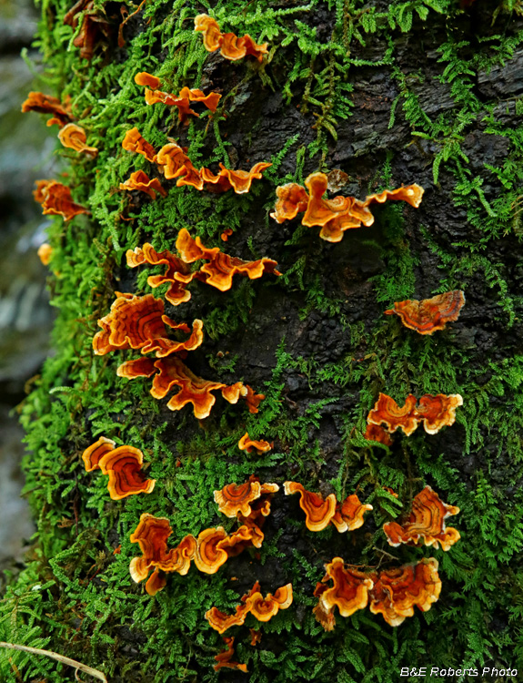 Fungus_mossy_trunk