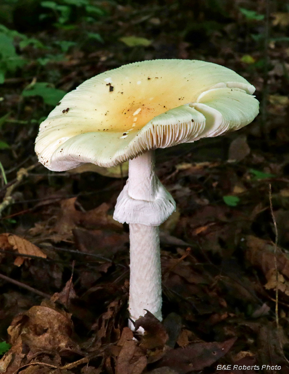 Mushroom