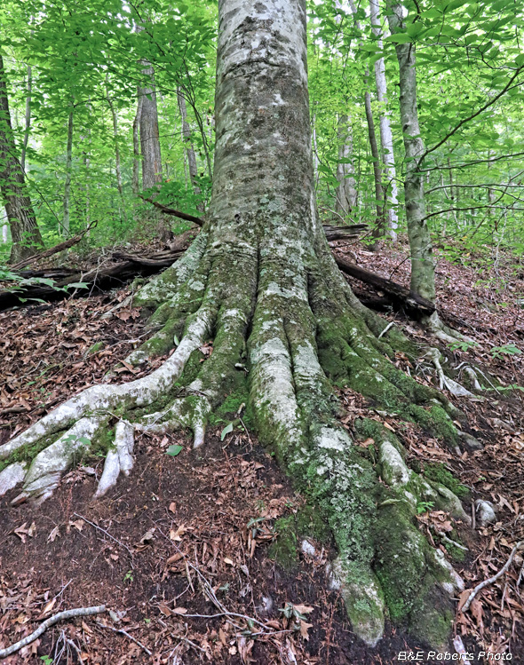 Beech_roots