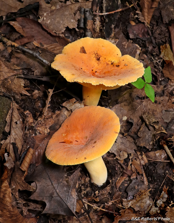 Hydnum_Fungi