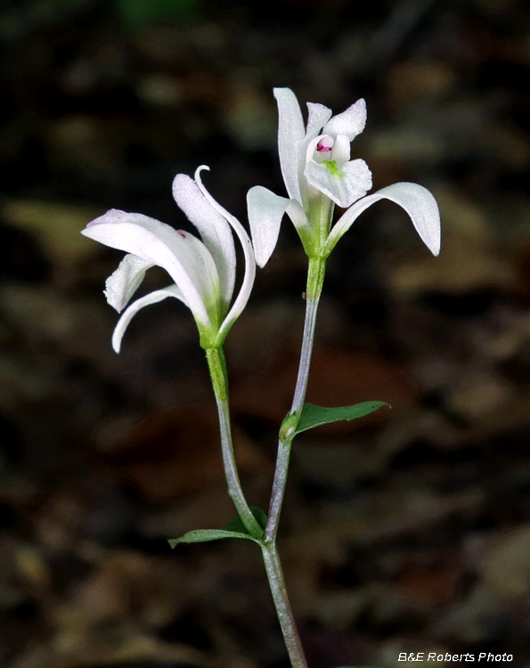 Three Birds Orchid