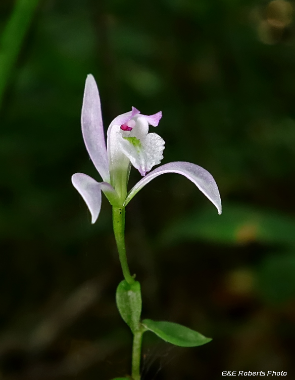 Three_ Birds_Orchid