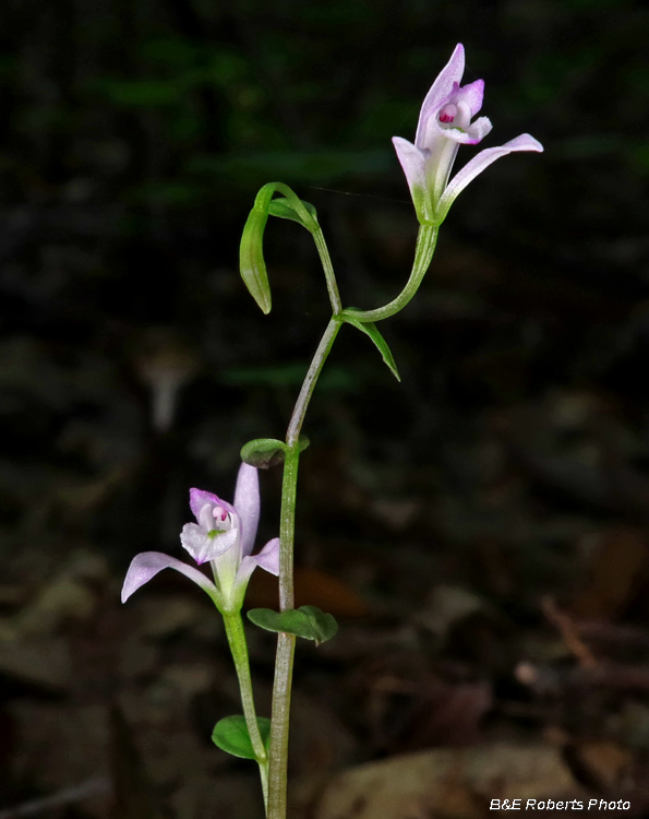 Three Birds Orchid