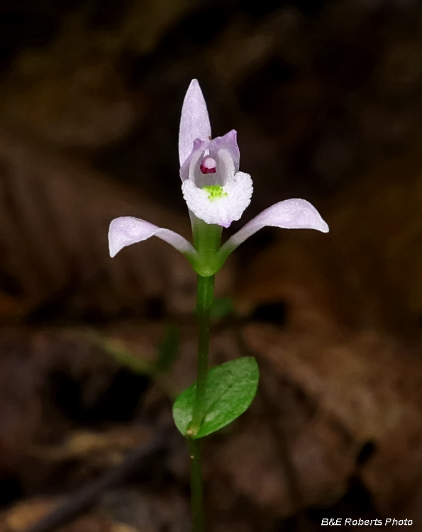 Three Birds Orchid