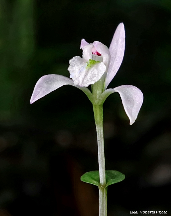 Three Birds Orchid