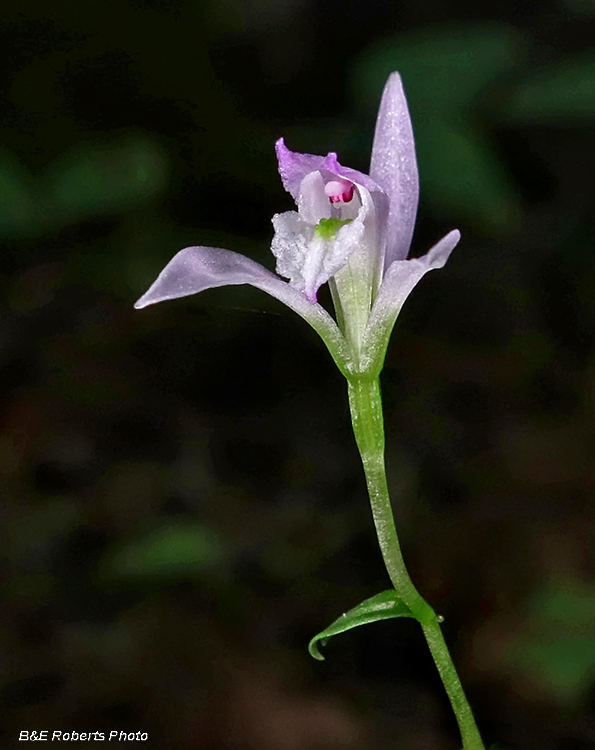 Three Birds Orchid