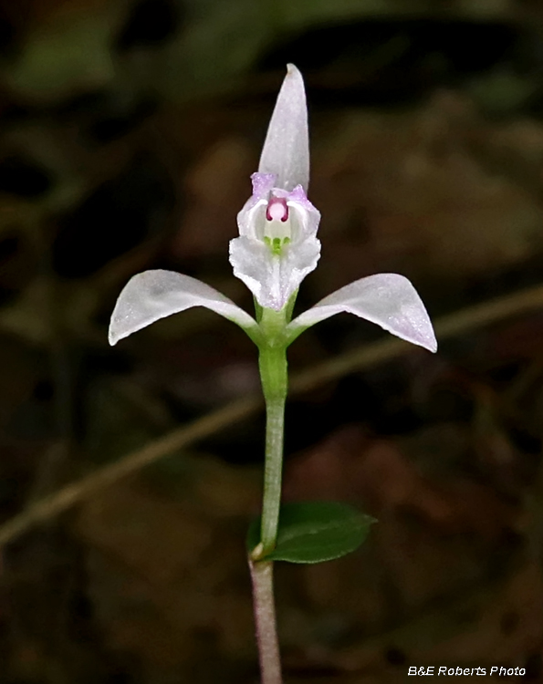 Three Birds Orchid