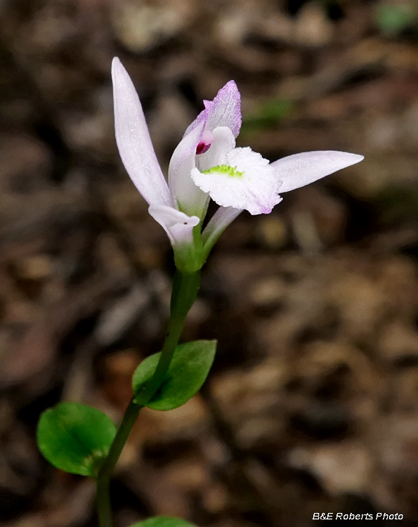 Three Birds Orchid