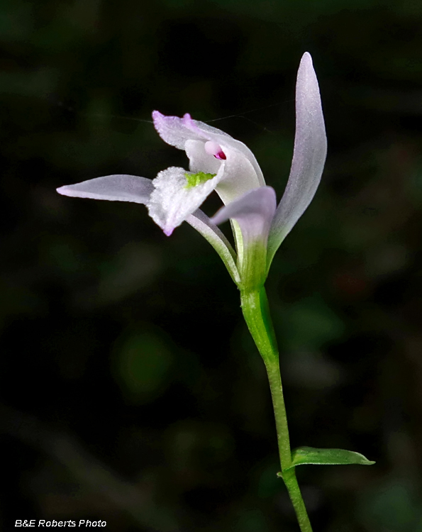 Three Birds Orchid