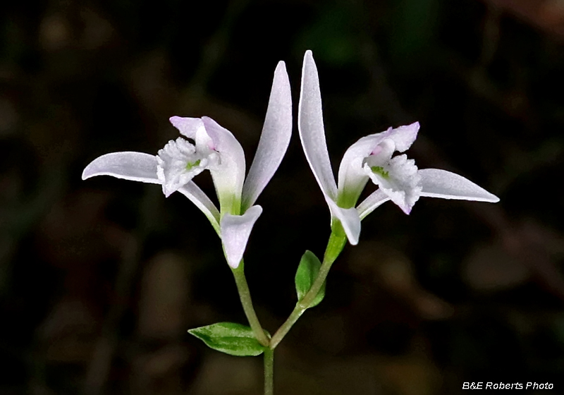 Three Birds Orchid