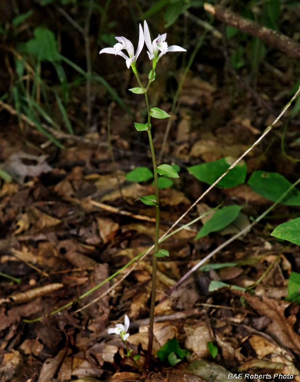 Three Birds Orchid