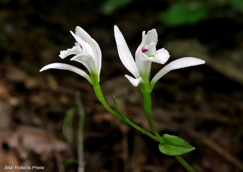 Three Birds Orchid