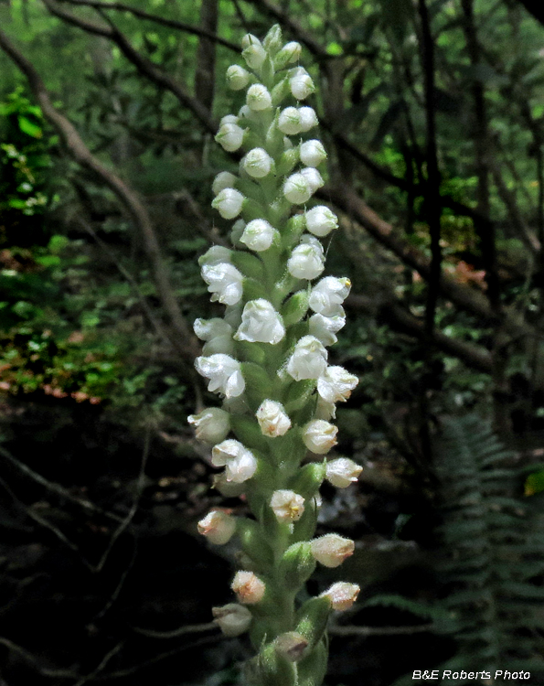 Goodyera_pubescens