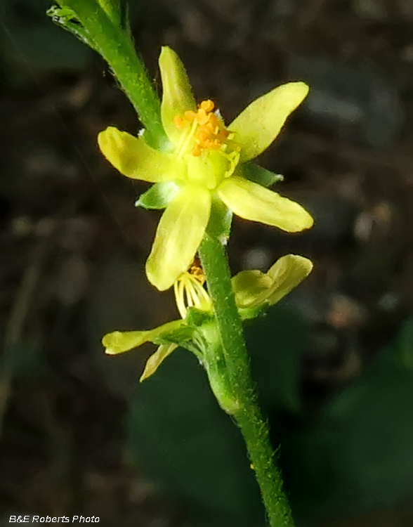 Agrimony