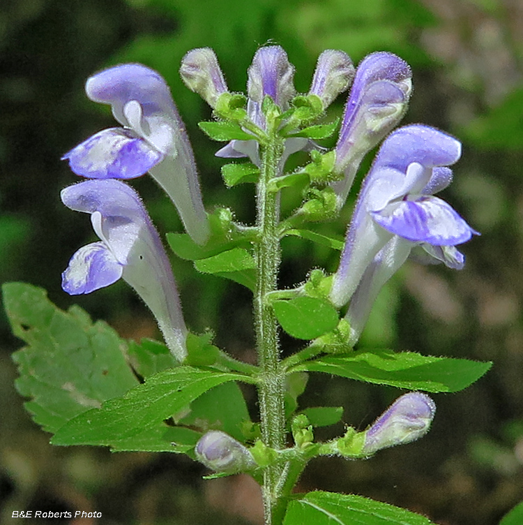 Skullcap