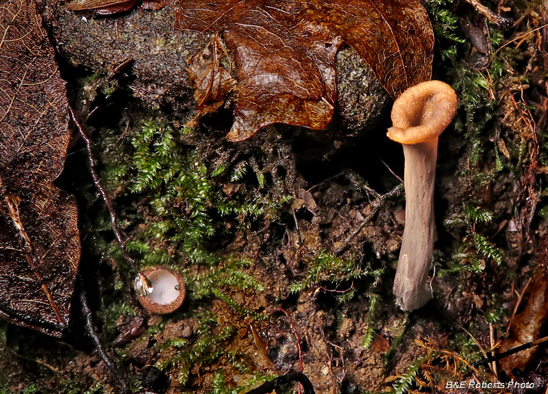 Small_mushrooms