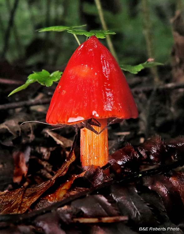 Waxcap