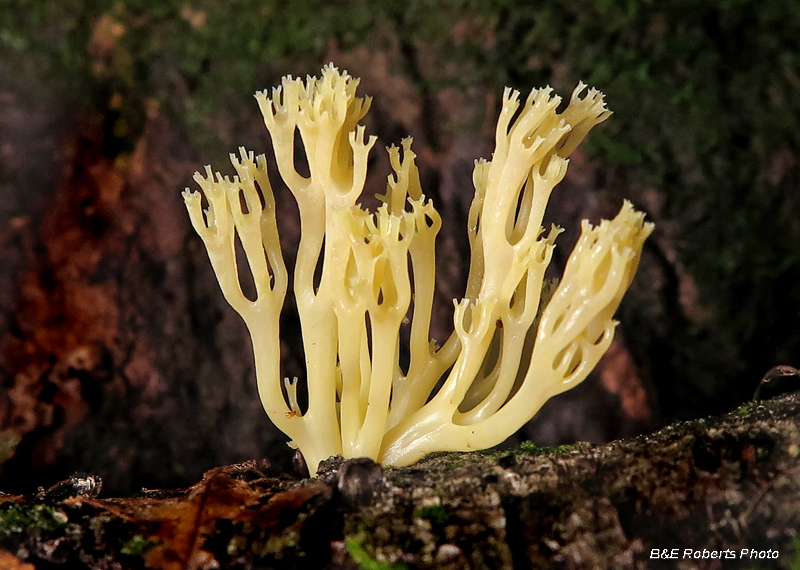 Coral_fungi