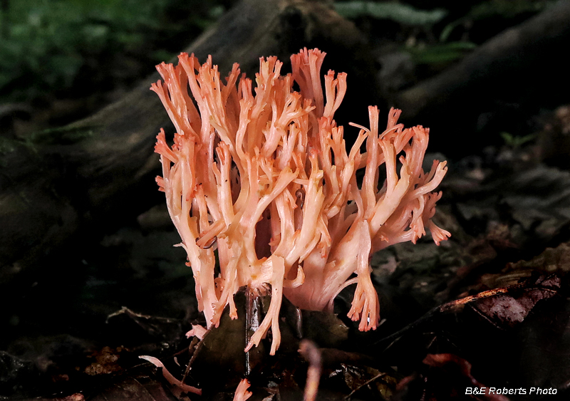 Coral_fungi