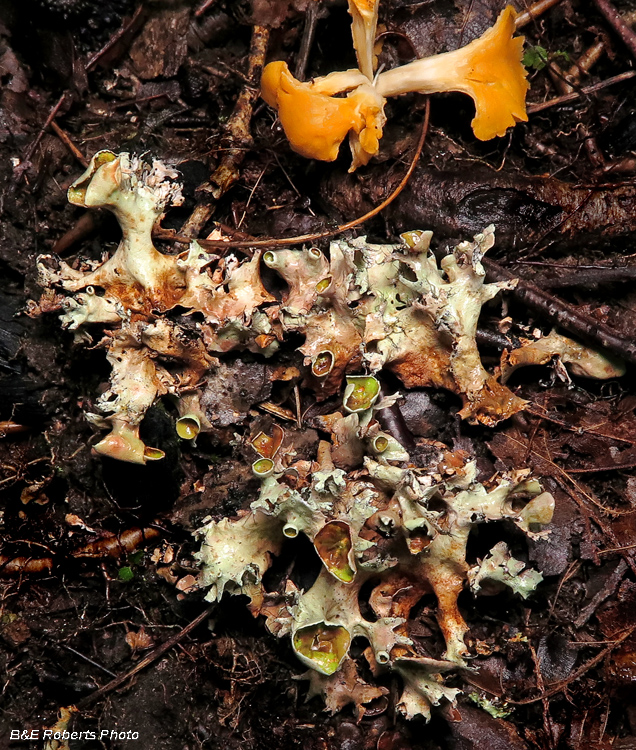 Parmotrema_lichen