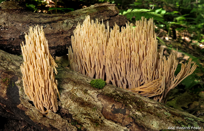 Coral_fungi