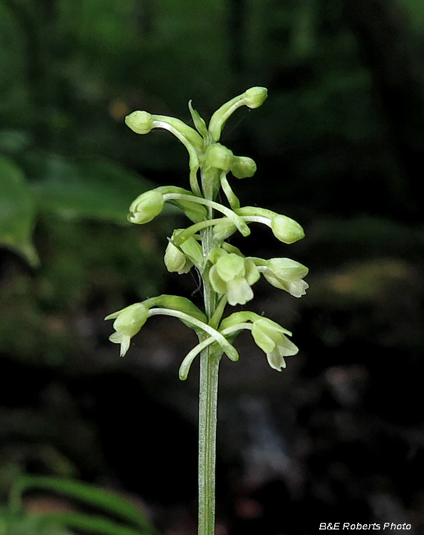 Green_Wood_Orchid