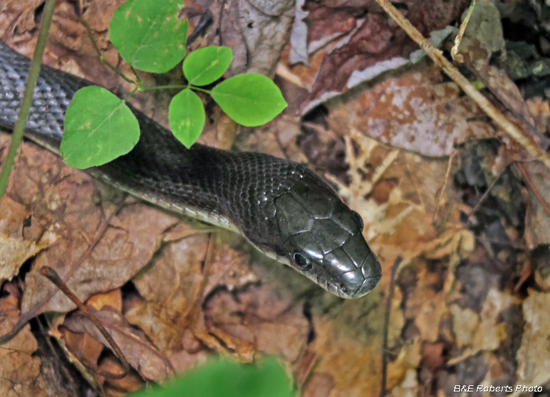 Rat_Snake